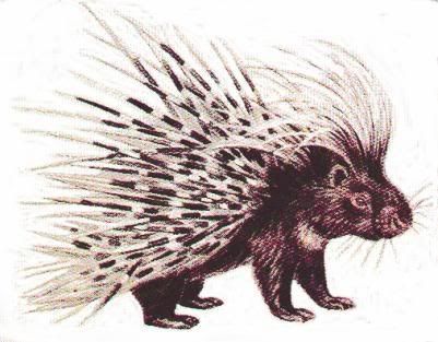 porcupine.jpg picture by 1944Princess