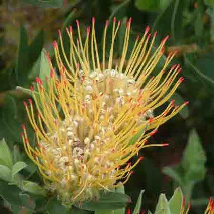 protea-web.jpg picture by 1944Princess