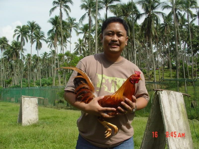 sagupaan sabong pinoy