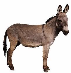Asses of the Caribbean
