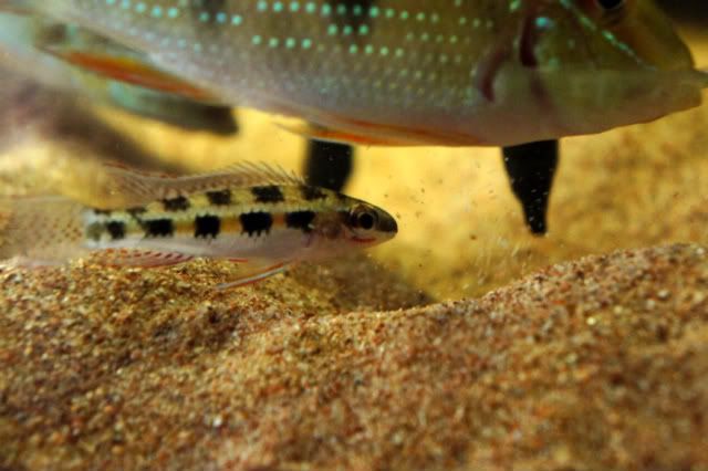 Inca Stone Cichlids