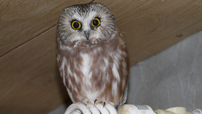 owl photo: owl owl.jpg