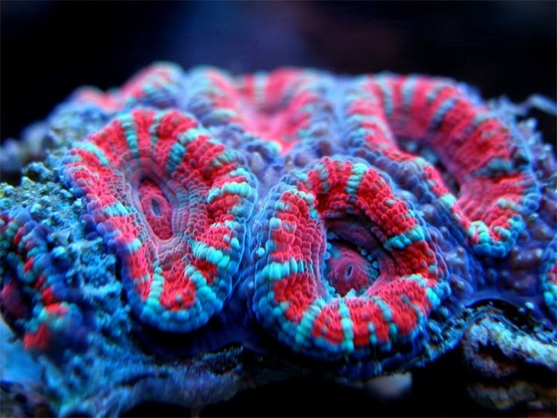 Acan.jpg