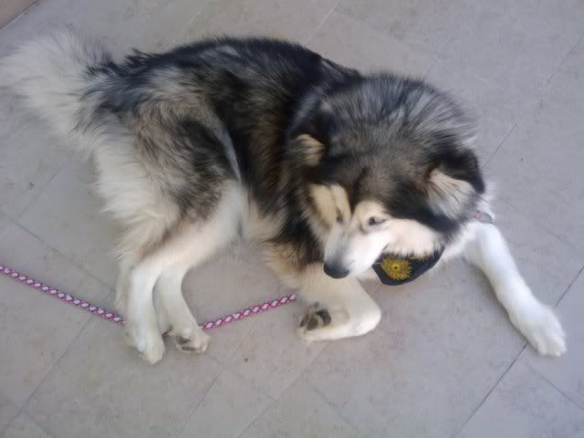 Husky