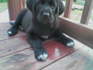 Buddy_Puppy