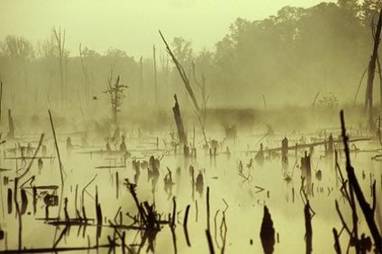 Evil Swamp