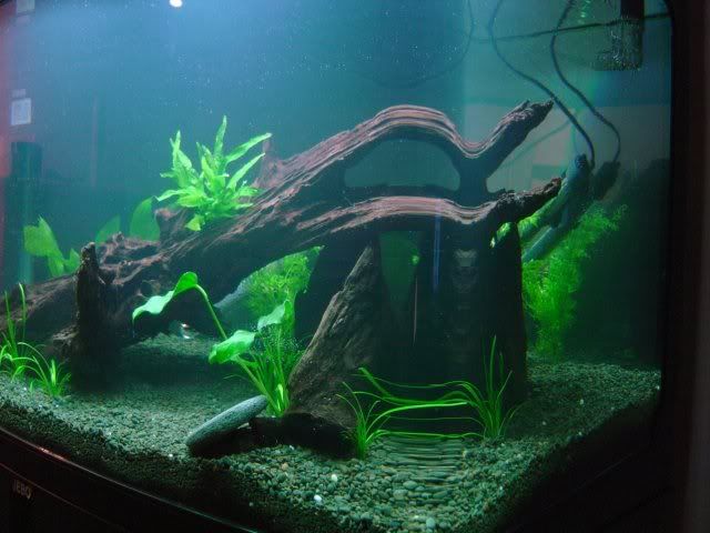 fishtank15.jpg