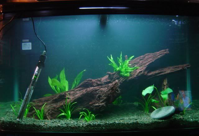 fishtank16.jpg