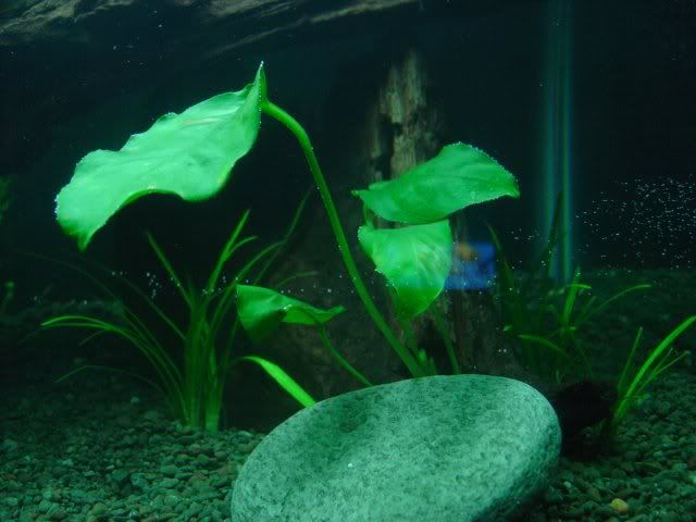 fishtank17.jpg