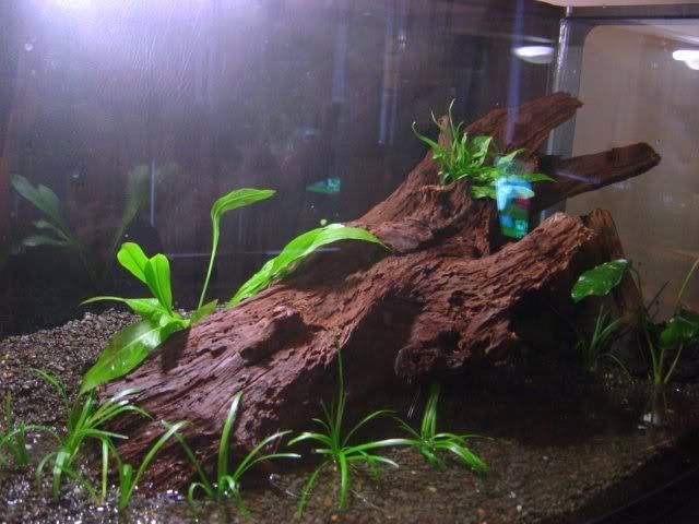 fishtank6.jpg