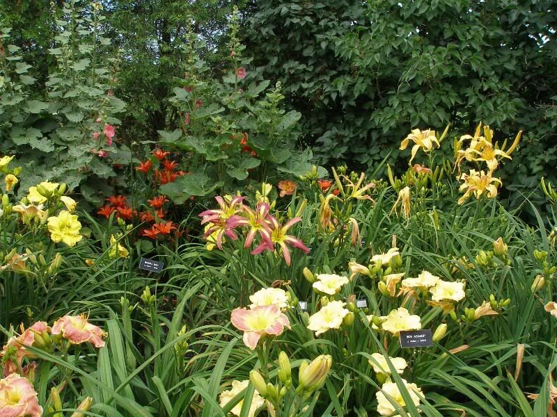 Ben Adams is the cream daylily up front