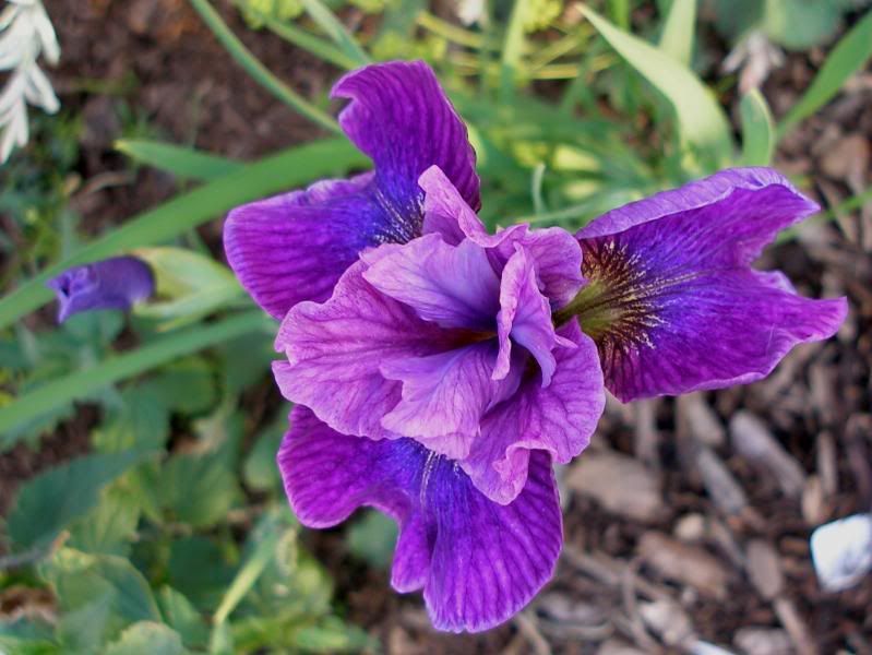 Roaring Jelly Siberian Iris