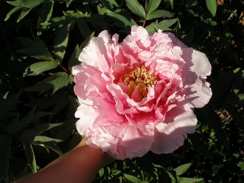 Tree Peony