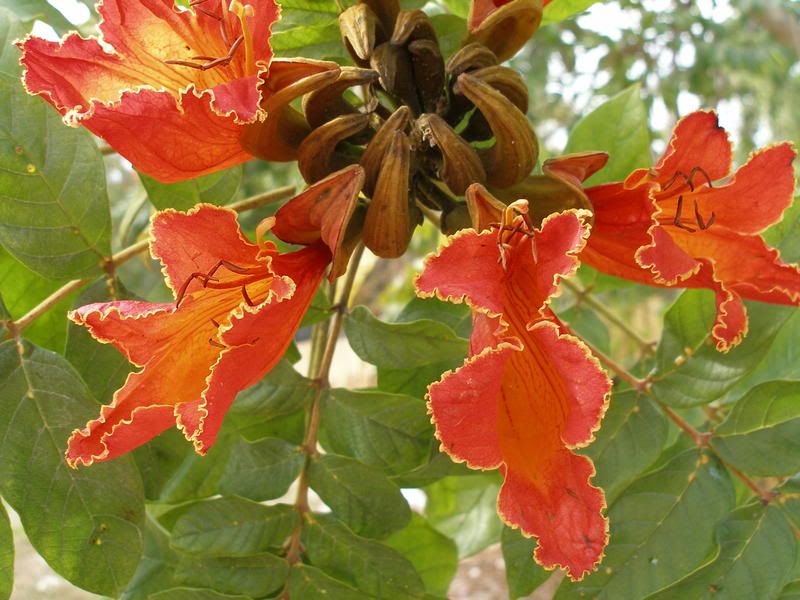 Spathodea campanulata, AFRICAN TULIP TREE