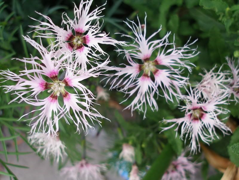 Dianthus Rainbow Loveliness