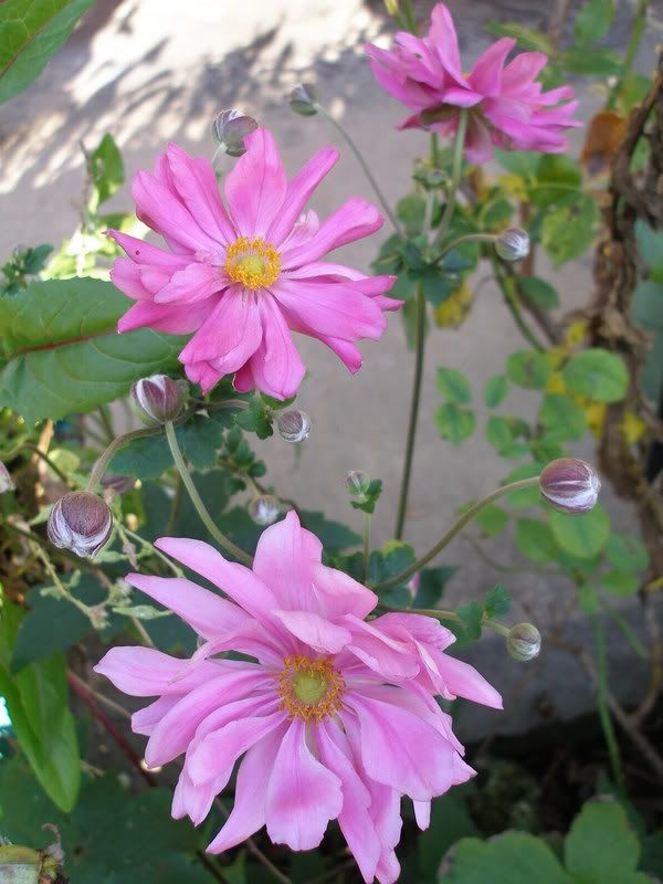 Japanese Anemone 'Montrose'