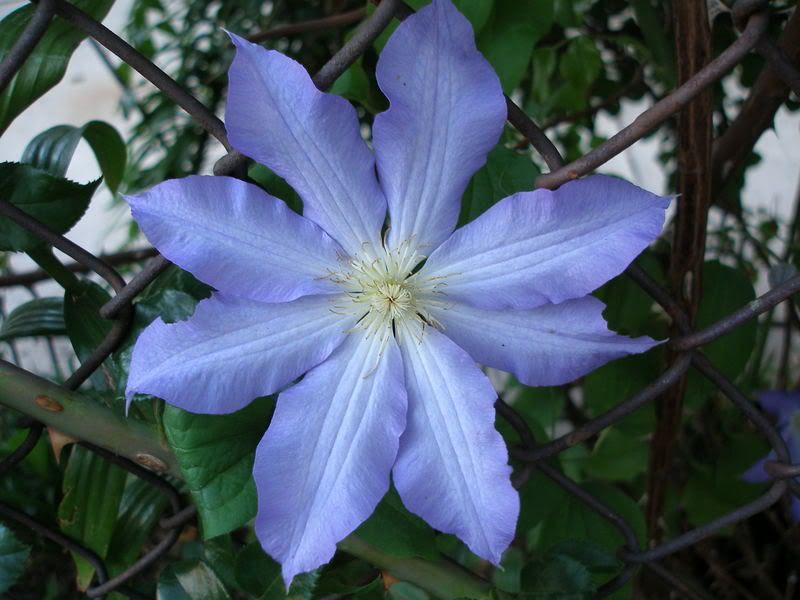 This Clematis sprouted on its own a couple years ago. I moved it next to a rambling rose. It finally bloomed!