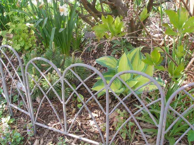 Shade Garden Beneath Fantin Latour Rose including a Mini Mugo Pine and Hosta June