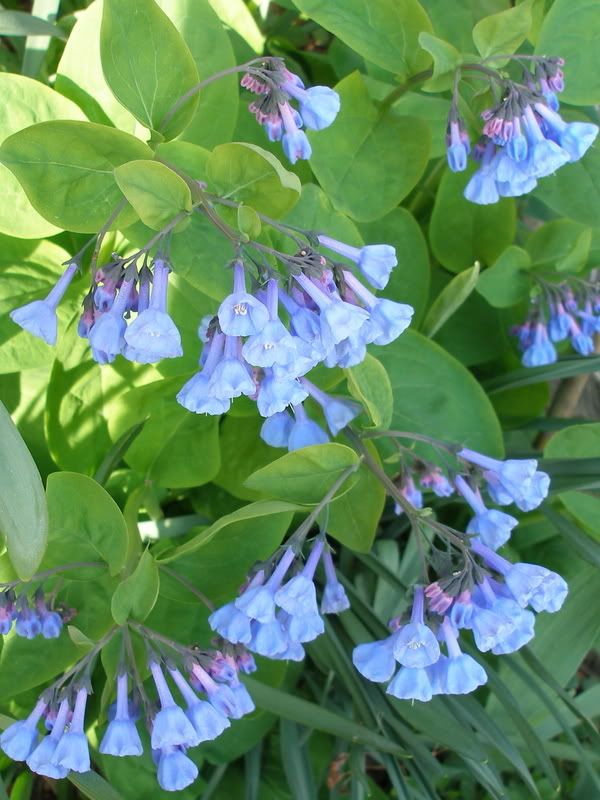 Virginia Bluebells