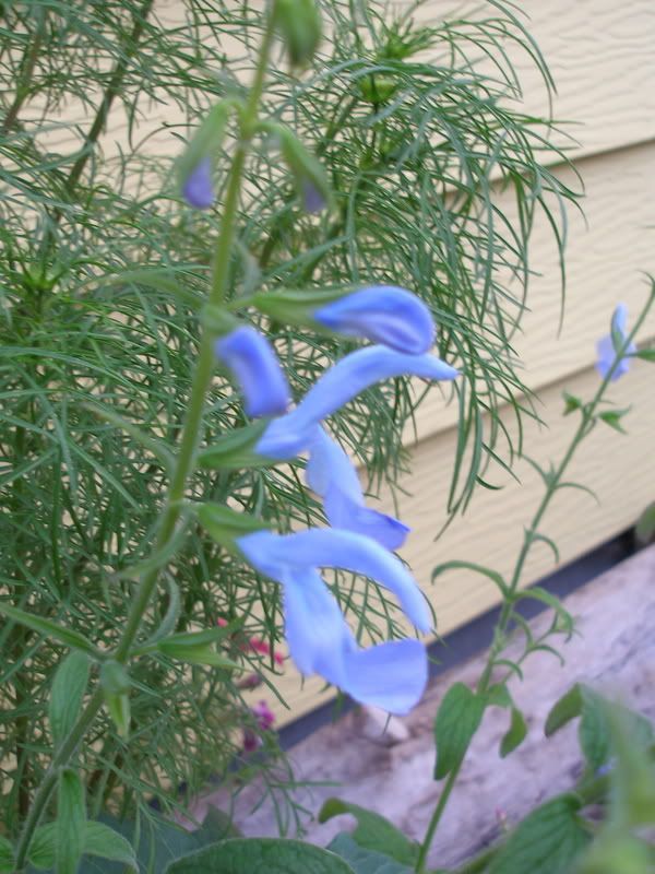 Salvia Cambridge Blue