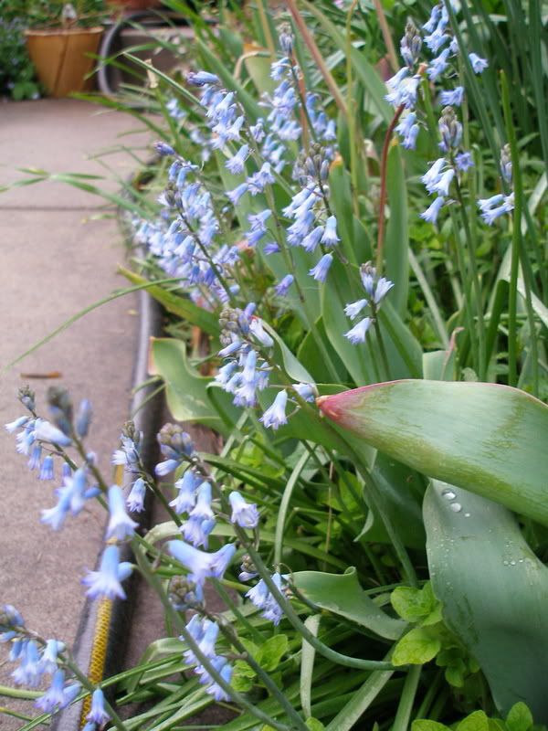 Brimeura amethystina