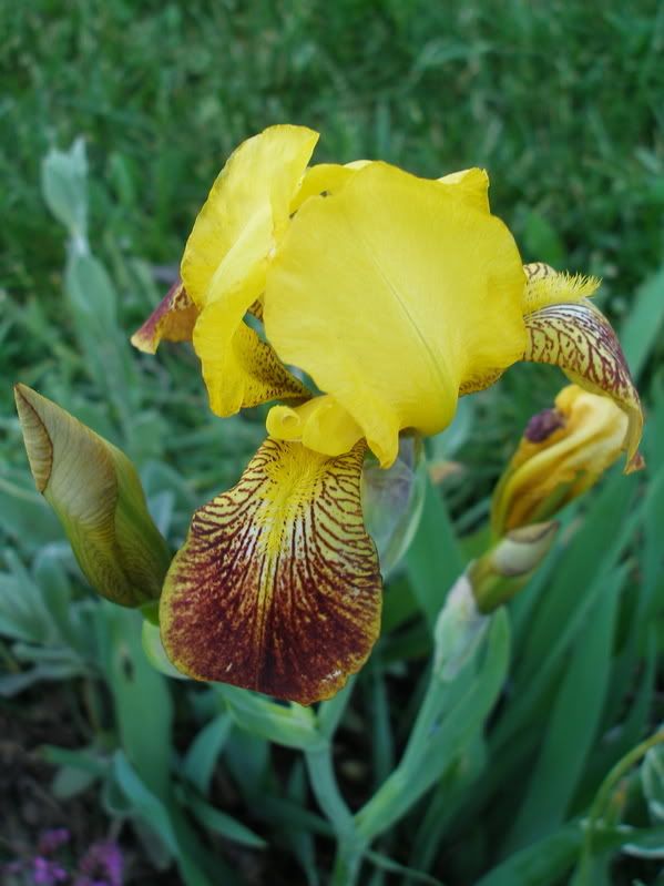 Iris Honorabile