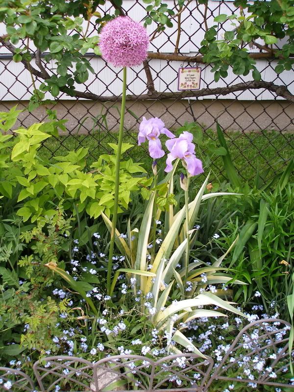 Zebra Iris, Allium, and forget-me-nots