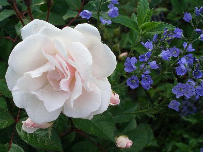 Marie Pavie, polyantha, with Veronica Royal Blue