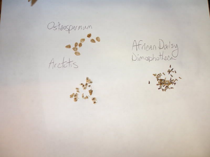 seeds types