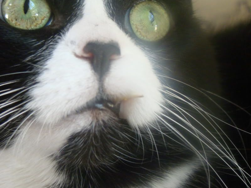 Kitty with Loose Fang??? Homesteading Forum