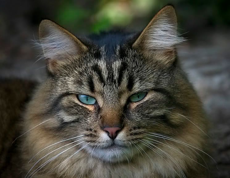 IMAGE: http://i65.photobucket.com/albums/h234/mrmike1111/Izzy-8922.jpg