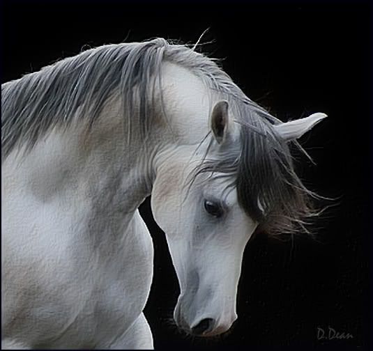 Horse137.jpg