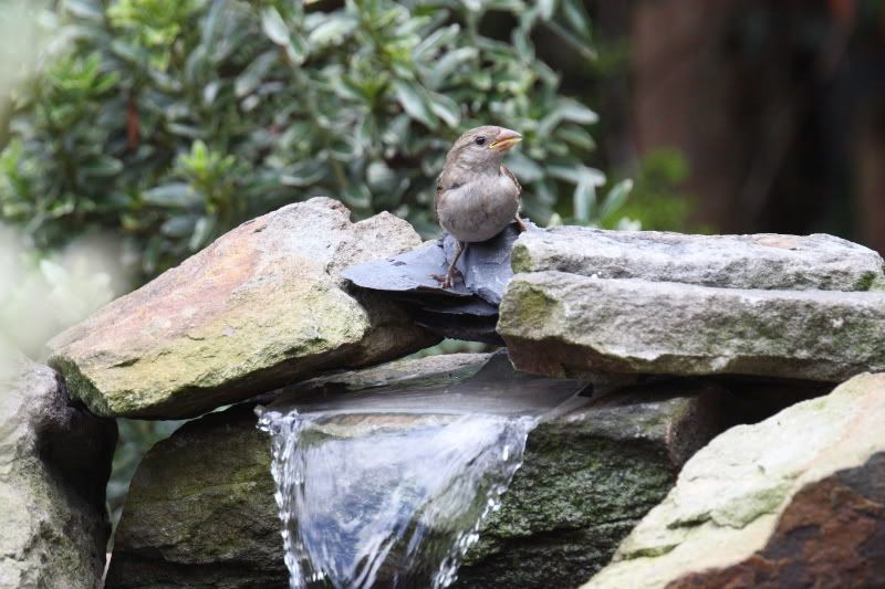 IMAGE: http://i65.photobucket.com/albums/h238/madasscivic/DPP_0001.jpg