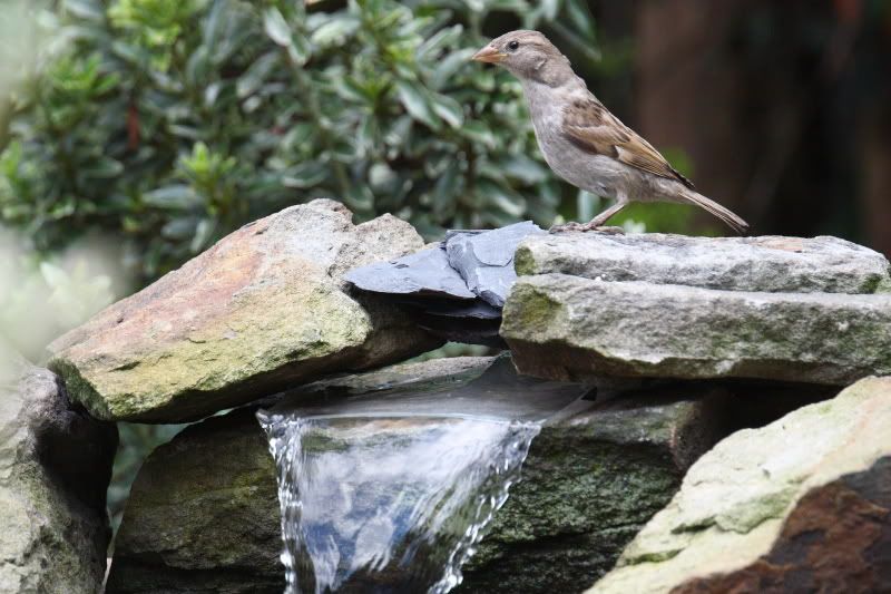 IMAGE: http://i65.photobucket.com/albums/h238/madasscivic/DPP_00011.jpg