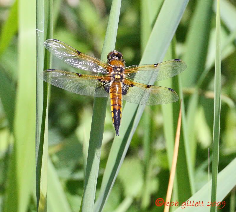 IMAGE: http://i65.photobucket.com/albums/h238/madasscivic/DPP_0005copy.jpg