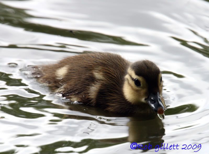 IMAGE: http://i65.photobucket.com/albums/h238/madasscivic/DPP_0013copy.jpg