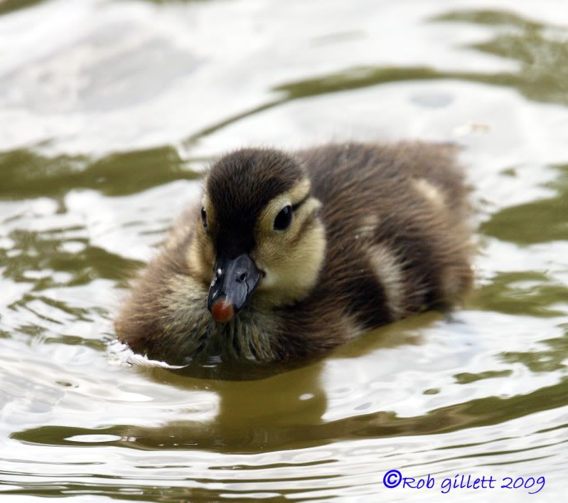 IMAGE: http://i65.photobucket.com/albums/h238/madasscivic/DPP_0015copy.jpg