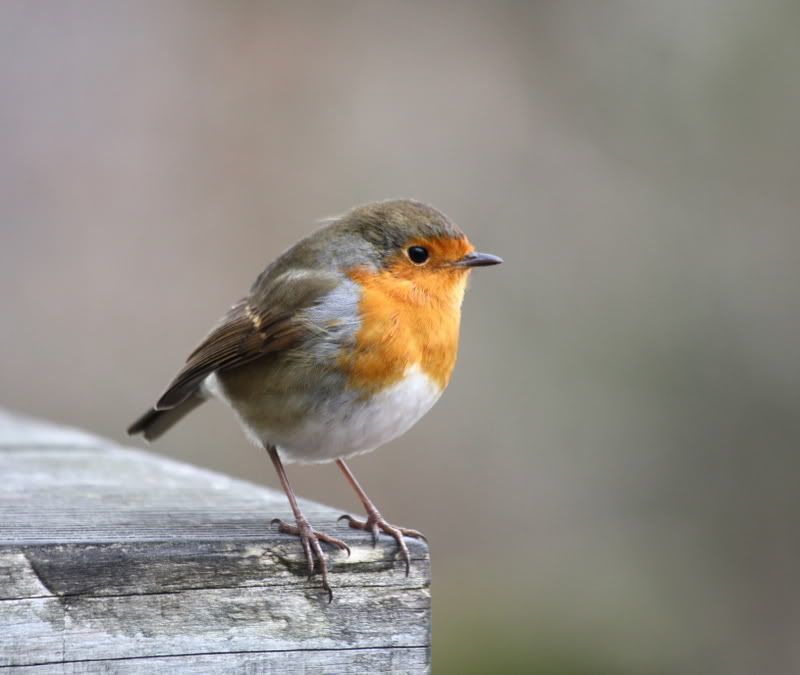 IMAGE: http://i65.photobucket.com/albums/h238/madasscivic/IMG_0122copy.jpg