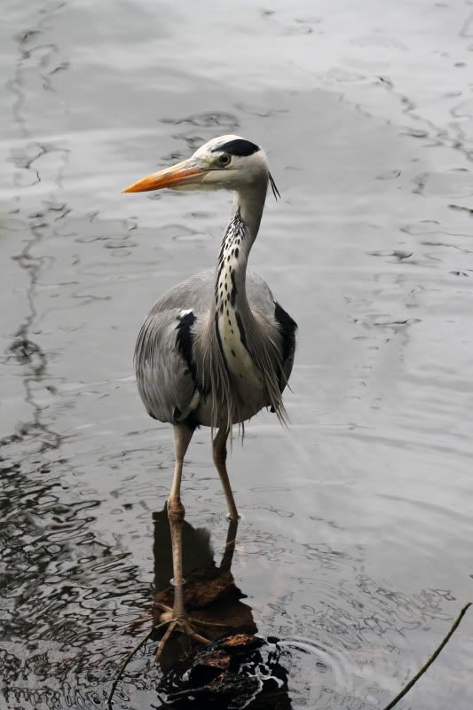 IMAGE: http://i65.photobucket.com/albums/h238/madasscivic/IMG_0389copy.jpg