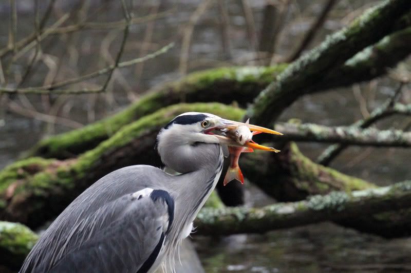 IMAGE: http://i65.photobucket.com/albums/h238/madasscivic/IMG_0483copy.jpg