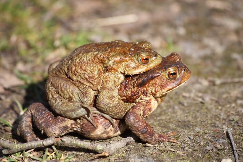 IMAGE: http://i65.photobucket.com/albums/h238/madasscivic/IMG_08021.jpg