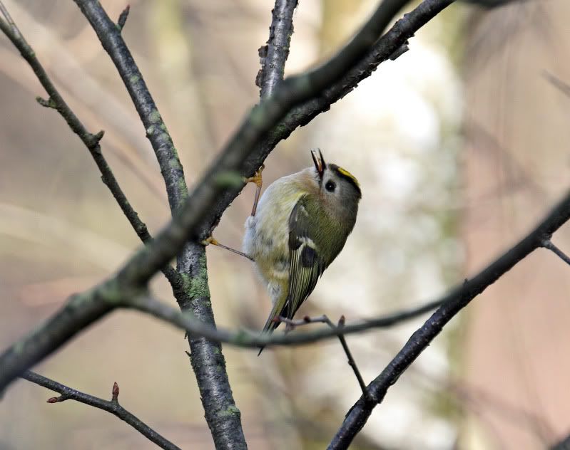 IMAGE: http://i65.photobucket.com/albums/h238/madasscivic/IMG_0885copy.jpg