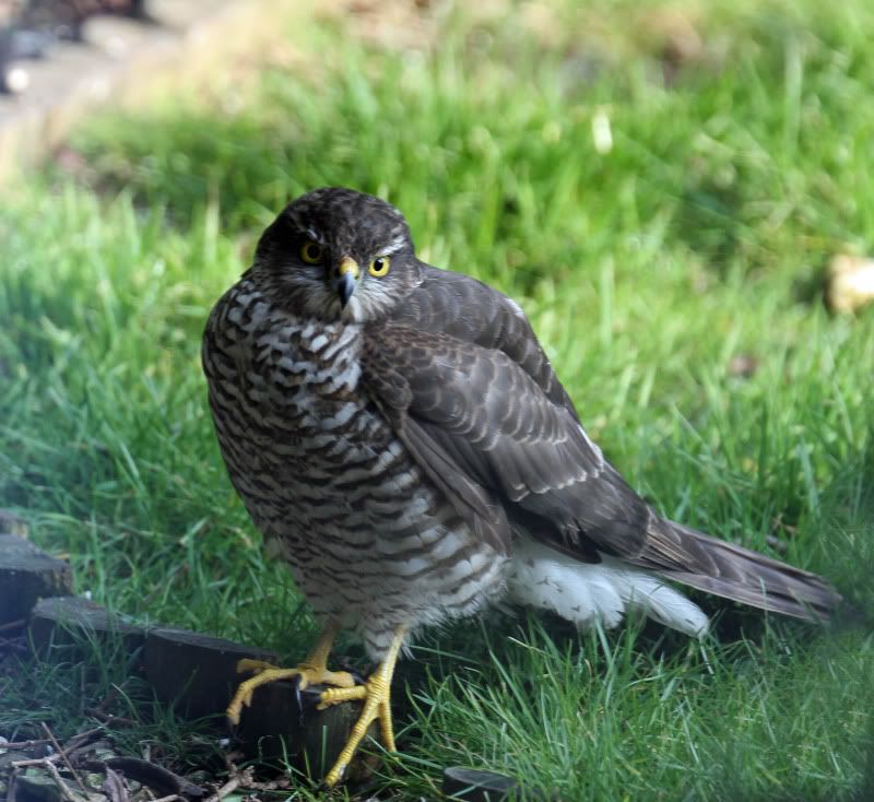 IMAGE: http://i65.photobucket.com/albums/h238/madasscivic/IMG_1030copy.jpg