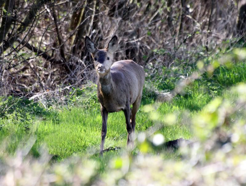 IMAGE: http://i65.photobucket.com/albums/h238/madasscivic/IMG_10531copy.jpg