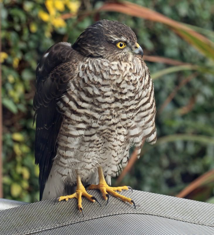 IMAGE: http://i65.photobucket.com/albums/h238/madasscivic/IMG_1104copy.jpg