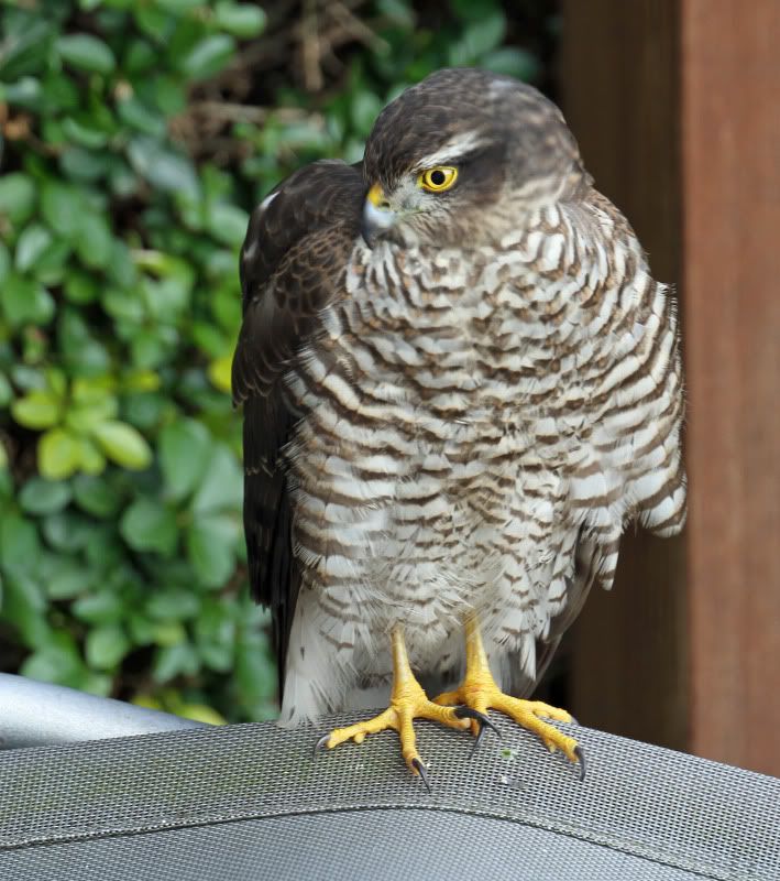 IMAGE: http://i65.photobucket.com/albums/h238/madasscivic/IMG_1115copy.jpg