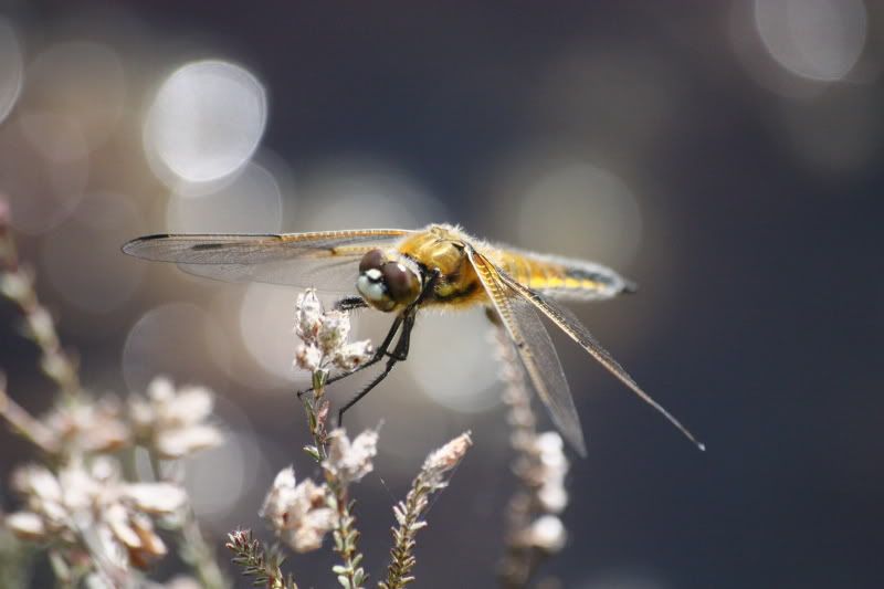 IMAGE: http://i65.photobucket.com/albums/h238/madasscivic/IMG_1691.jpg