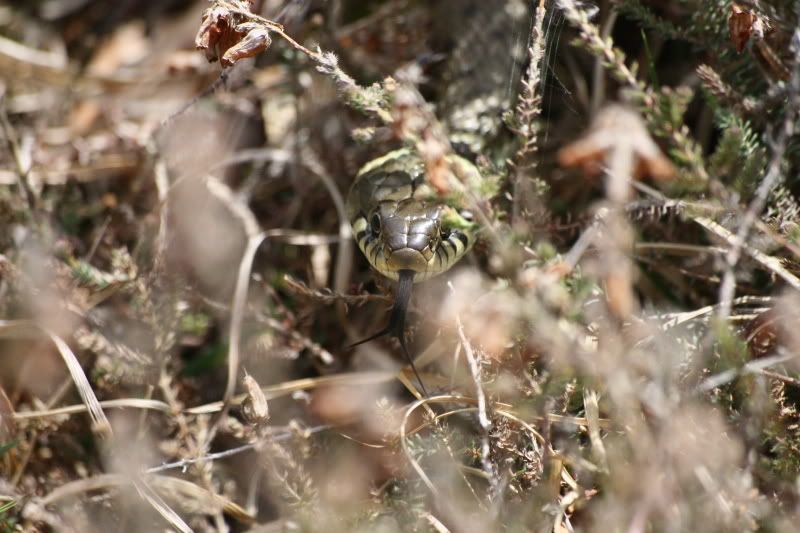 IMAGE: http://i65.photobucket.com/albums/h238/madasscivic/IMG_1693.jpg