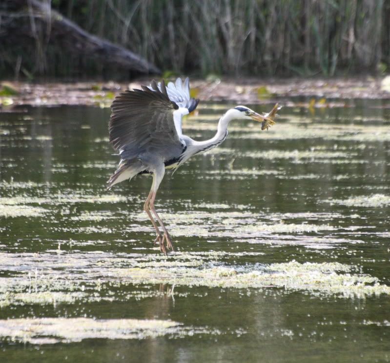 IMAGE: http://i65.photobucket.com/albums/h238/madasscivic/IMG_1831coppy.jpg