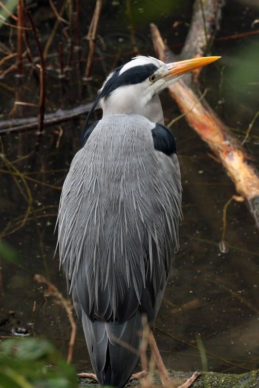 IMAGE: http://i65.photobucket.com/albums/h238/madasscivic/IMG_1875copy.jpg